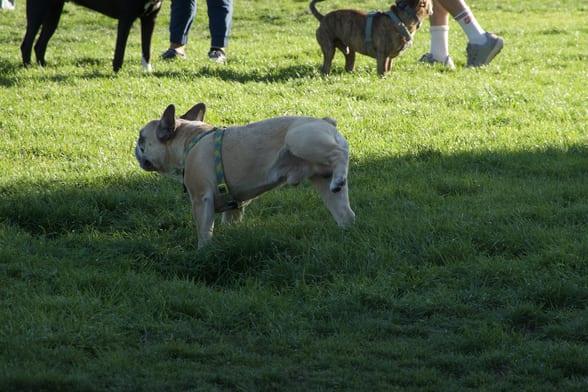 DSC00520