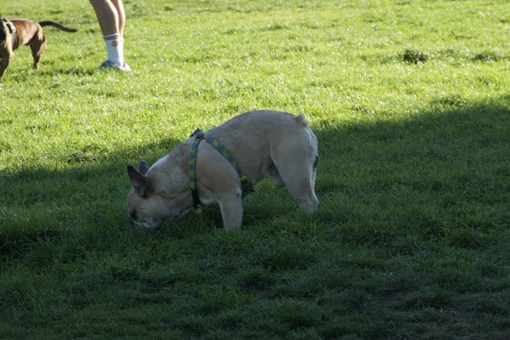 DSC00517